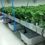 cannabis grow room contractors