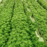 epoxy flooring contractor for cannabis growers